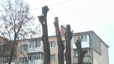 "Злочин проти дерев" або обрізування по-хмельницьки. Що коїться у місті "Злочин проти дерев" або обрізування по-хмельницьки. Що коїться у місті