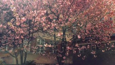 6 місць, де можна сфотографуватися з сакурами у Львові 6 місць, де можна сфотографуватися з сакурами у Львові