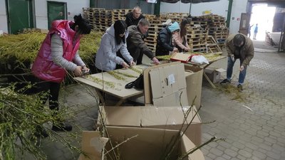 Продаючи вербу волонтери у Луцьку зібрали для ЗСУ понад 55 тисяч гривень