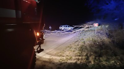 Дерево, яке повалив вітер на дорогу у селі Дігтів Володимирського району
