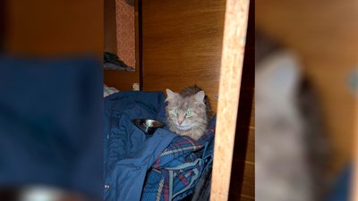Налякані та у важкому стані: до Сновська привезли 10 котів з Херсона Налякані та у важкому стані: до Сновська привезли 10 котів з Херсона