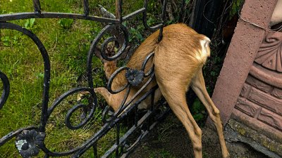 Косуля, яка застрягла в металевому паркані на Львівщині
