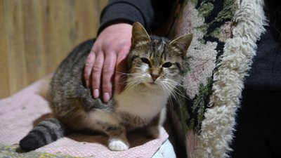 У кожного своя історія: в луцькій "Ласці" прихистили 35 котів. ФОТО. ВІДЕО У кожного своя історія: в луцькій "Ласці" прихистили 35 котів. ФОТО. ВІДЕО