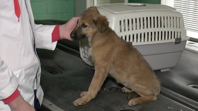 Підготовка собаки до стерилізації Підготовка собаки до стерилізації