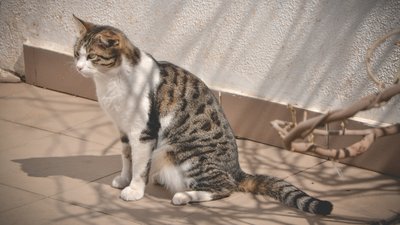 "Котиків шкода". На території Одеського жіночого монастиря облаштували притулок для тварин "Котиків шкода". На території Одеського жіночого монастиря облаштували притулок для тварин
