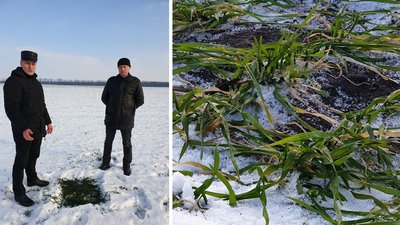 У західних районах Кіровоградщини посіви озимих можуть загинути від морозу