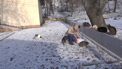 В Одесі містяни допомагають безпритульним тваринам під час холодів