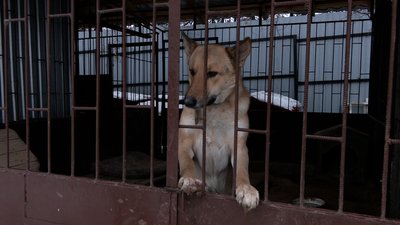 Депутати Рівнеради відвідали бездомних собак і вирішили оновити програму утримання тварин в місті