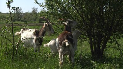 Кози полюбляють гризти фруктові дерева.