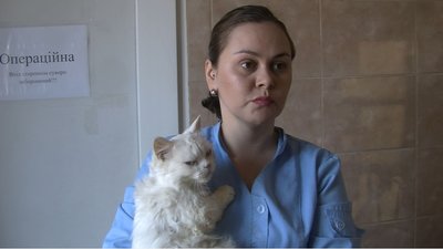 Кішка з Маріуполя та мопс із Харкова: луцька "Ласка" прихистила 10 тварин переселенців Кішка з Маріуполя та мопс із Харкова: луцька "Ласка" прихистила 10 тварин переселенців