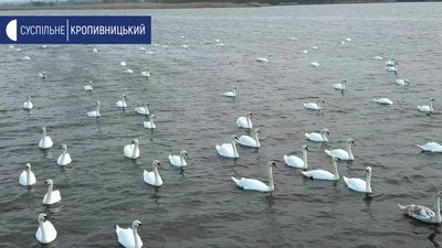 Уперше за багато років. На річці Інгул у Кропивницькому плаває сотня лебедів