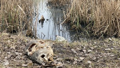 У Полтаві до Пушкарівській ставків зливають нечистоти: що кажуть в екоінспекції