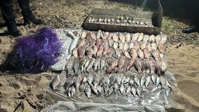 Нерестова заборона, незаконний вилов риби, Дністровський лиман