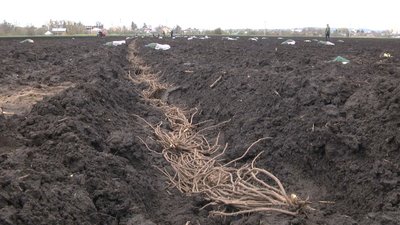 На Львівщині фермери почали засаджувати поля культурами На Львівщині фермери почали засаджувати поля культурами