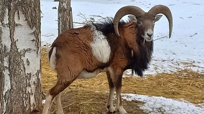 У вінницькому зоопарку весняне поповнення У вінницькому зоопарку весняне поповнення