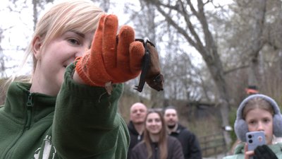 Випускання кажанів