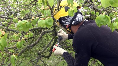 У Луцькій громаді лікують 350-літню липу У Луцькій громаді лікують 350-літню липу
