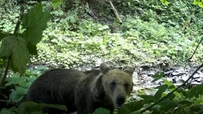 Ведмідь потрапив у фотопастку на кордоні з Румунією
