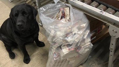 Службовий собака львівських митників знайшов понад 500 пачок сигарет