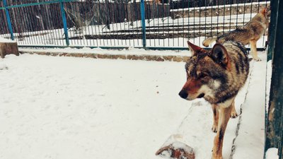 Екопарк "Долина вовків" три роки функціонує в селі Синевирська Поляна на Закарпатті Екопарк "Долина вовків" три роки функціонує в селі Синевирська Поляна на Закарпатті