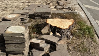 чому вирубали дерева біля 4 школи, тернопіль, безбар'єрний маршрут