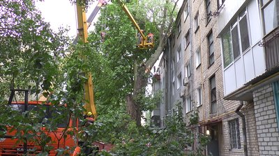 У Миколаєві дерево впало на будинок