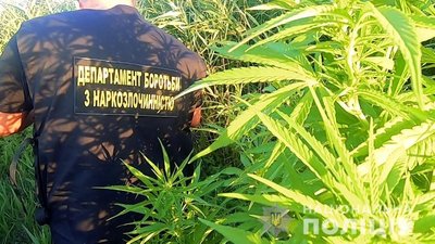Плантації конопель площею 1,5 тисячі квадратних метрів виявили на Одещині Плантації конопель площею 1,5 тисячі квадратних метрів виявили на Одещині