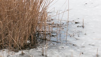 В Україні заборонили ловити рибу на зимувальних ямах