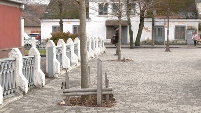 У Рівному екоактивісти планують озеленення міського простору У Рівному екоактивісти планують озеленення міського простору