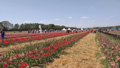 На Волині для відвідувачів відкрили тюльпанове поле На Волині для відвідувачів відкрили тюльпанове поле