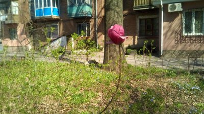 Кропивницький весняний: в місті розквітла магнолія з Нової Зеландії Кропивницький весняний: в місті розквітла магнолія з Нової Зеландії