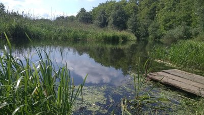 річка, серет, вода