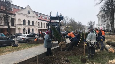 У Полтаві на висадку дерев спрямували пів мільйона гривень з бюджету громади
