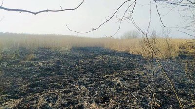 На Львівщині від початку року виникло близько 200 пожеж у екосистемах. Чим це загрожує На Львівщині від початку року виникло близько 200 пожеж у екосистемах. Чим це загрожує