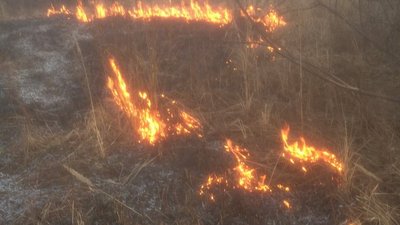 За добу на Житомирщині виникло 5 загорянь сухої рослинності За добу на Житомирщині виникло 5 загорянь сухої рослинності