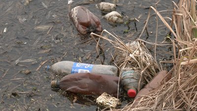 Рівненський науковець розповів, чому цвіте Устя та як розчистити Басівкутське озеро Рівненський науковець розповів, чому цвіте Устя та як розчистити Басівкутське озеро
