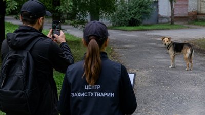 У Житомирській громаді у серпні проведуть підрахунок безпритульних собак