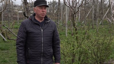 "Без яблук не будемо": черкащанин вирощує до двохсот карликових плодових дерев "Без яблук не будемо": черкащанин вирощує до двохсот карликових плодових дерев