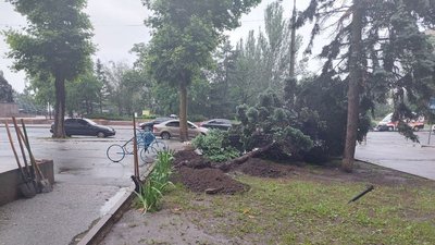 Не витримала злив. Біля Миколаївського палацу творчості учнів впала блакитна ялина Не витримала злив. Біля Миколаївського палацу творчості учнів впала блакитна ялина