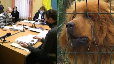 Мастифи з радіозаводу: суд у Рівному почав розглядати справу про собачий розплідник