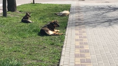 "Пес, якого отруїли, мучиться ще дві години" — бердичівлянин Сергій Михайленко