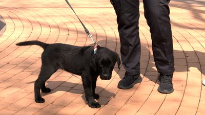 Шукатимуть наркотики, вибухівку та людей: у Чернігові кінологічний центр Нацполіції взяв 6 цуценят на навчання Шукатимуть наркотики, вибухівку та людей: у Чернігові кінологічний центр Нацполіції взяв 6 цуценят на навчання
