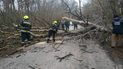 Негода у Полтаві: скільки зафіксували повалених дерев Негода у Полтаві: скільки зафіксували повалених дерев