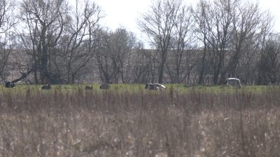 Худоба Миколи Камінського на пасовищі Худоба Миколи Камінського на пасовищі