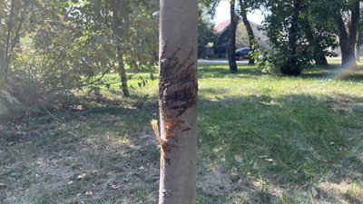 Невідомі зламали 45 дерев та огорожі у сквері на Клочківській й парку у Харкові. Що відомо Невідомі зламали 45 дерев та огорожі у сквері на Клочківській й парку у Харкові. Що відомо