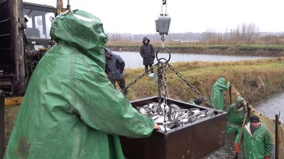 Понад дві тонни товстолоба: попри війну на Черкащині зариблюють Дніпро