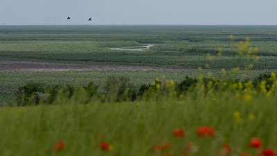 Верби у плавнях Великого Лугу, який відновився після підриву Каховської ГЕС