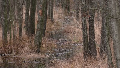 Готові дати відсіч ворогу: яка ситуація на кордоні з Білоруссю у межах Рівненської області Готові дати відсіч ворогу: яка ситуація на кордоні з Білоруссю у межах Рівненської області