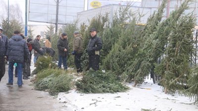 Від сьогодні у Львові почали продавати новорічні ялинки