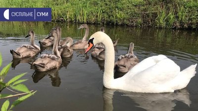 "Популяція лебедів відновлюється" - на Сумщині люди наглядають за парою лебедів і їх пташенятами
